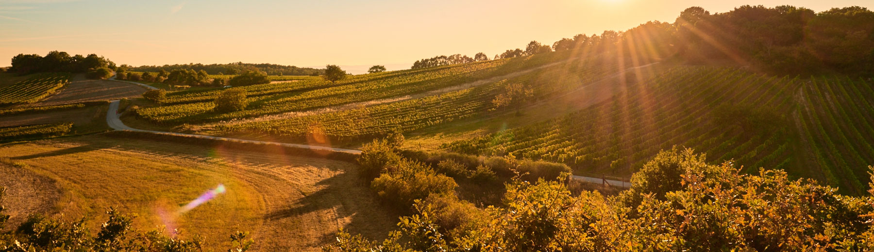 Weingut Martin Reinfeld